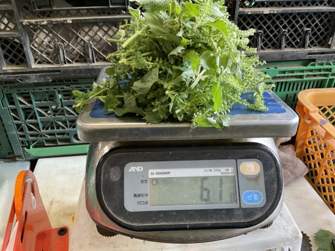 【大好評♪】主茎　 茎ブロッコリー　1350g→ 1760g  from 名水の里　神奈川県秦野市