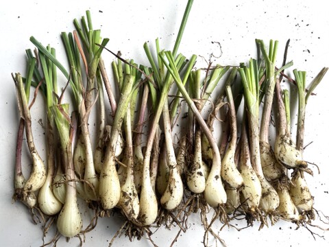 旬の今だけ】土付きらっきょう500g（らっきょう漬けに）｜朝どれ