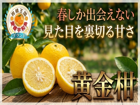 🍊見た目を裏切る甘さ🍊香り弾ける幻の柑橘『黄金柑』春限定の極上フルーツお試しキャンペーン約1㎏