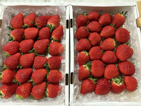 完熟よつぼし☆（ご家庭用・約530g×2箱）