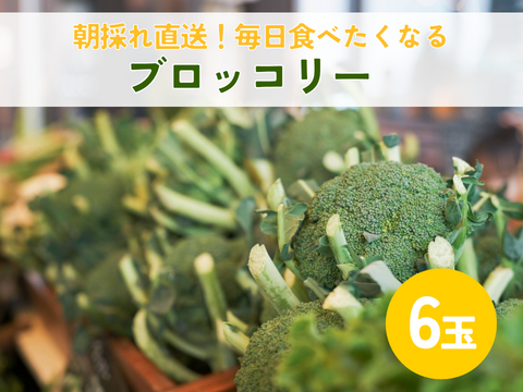 朝採れ直送！毎日食べたくなるブロッコリー　6個入り　//先行予約/2026年6月上旬より発送//