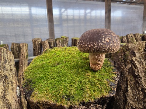 地域資源を有効に活用！！とっても肉厚な原木しいたけ（富山育ち）