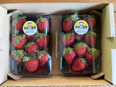 ビタミンCたっぷり！船橋産完熟いちご【おいCベリー】230g×2p