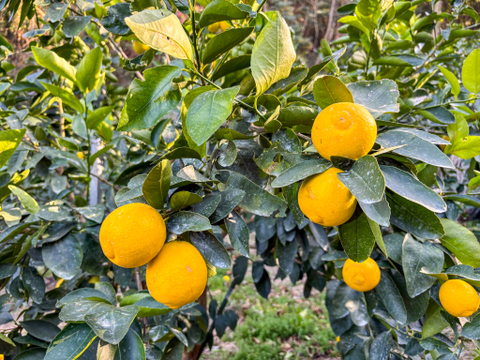 ［3kg］イエローライム！皮まで安心してご使用いただけます（大小混合）