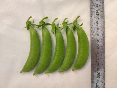 小分けで便利♪『スナップエンドウ』1Kg