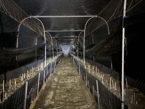 香川県産ホワイトアスパラ　Mサイズ1キロ「さぬきのめざめ」