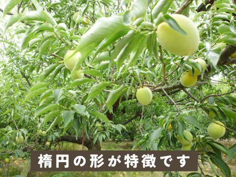 2026年収穫分】京都青谷産 冷凍青梅 約1kg 青梅 少々斑点傷あり