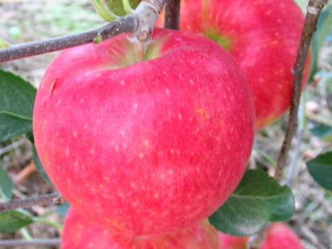 【10名限定、夏あかり１０ｋｇ】夏りんごの革命児。甘くて硬い味の濃いりんご、夏あかり約10ｋｇ