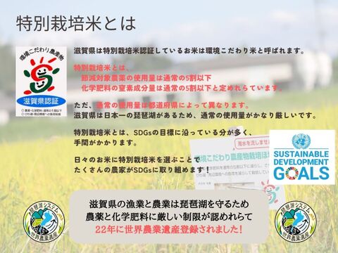 【冬ギフト】新米【無洗米10kgx2袋】特別栽培米！1750年から続くお米農家が作ったきぬすめ『縁起の竜王米』　滋賀県竜王町産 お米