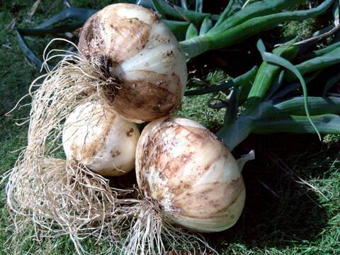 【日テレ出演で話題】💡市場では絶対に入手困難『鳳凰の雫』400年の伝統土壌で培われたブランド玉ねぎ🧅お試し約1キロ