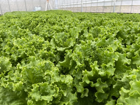 ふわっとパリ！グリーンリーフレタス　200gｘ6株