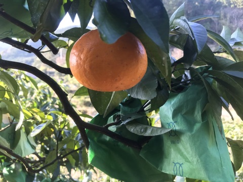 お試しサイズ！濃厚柑橘【カラマンダリン】(3kg)