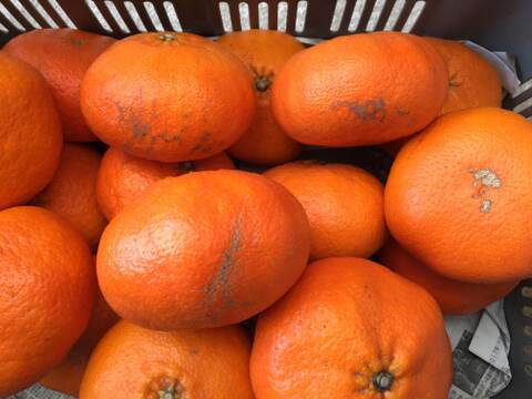 シャキシャキ、プチプチ驚異的な甘さ『甘平』！