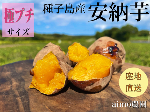 【絶品】aimo農園｜安納芋 極プチサイズ 10kg(箱別)