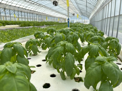 有機種子の水耕栽培スイートバジル『伊勢志摩産』500ｇ