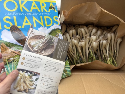 トカラ列島特産　潮風 島らっきょう（土つき１kg）