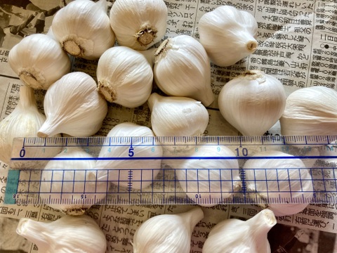 4*a様 農家直送 にんにく 5kg 限定 楽天市場】2025年度産 特栽にんにく（4L） 1kg×3ネット 中国産
