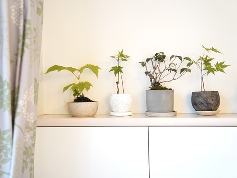 ミニ観葉植物【サンスベリアバキュラリス × 黒花模様陶器】高さ約32cm