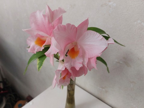 夏の蘭フォーミディブルの切り花