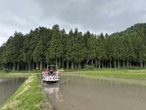 【R7年産新米】甘みと香りが広がる　南魚沼産コシヒカリ　5kg（玄米）