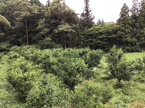 土佐の青ゆず　約１KG（新鮮さ保つため受注収穫のみ）