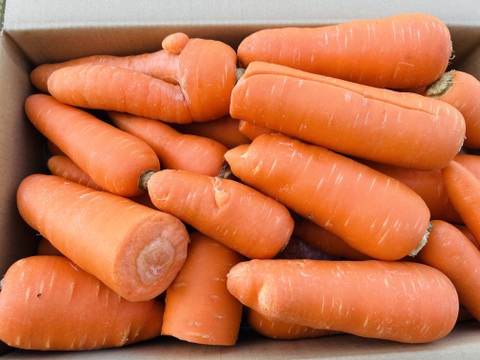 訳あり　北総台地　寒暖差10度以上【農薬・化学肥料不使用】人参ジュースにもおすすめ！10kg