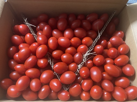 【３kg】『まいにち食べたい！』お弁当・朝食・料理の3役で使えるフルーツミニトマト  弾ける甘さの家庭用たっぷり箱シェアに最適！