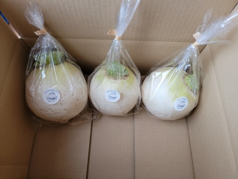 煮物に最適！京都の伝統野菜『聖護院大根』5個