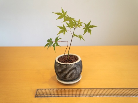 ミニ盆栽【ヤマモミジ×白黒縞陶器】高さ29cm×横20cm