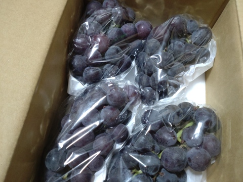 ✨🍇今が旬の露地栽培巨峰✤種有無混🍇✨
　　　巨峰４〜５房/中サイズ約1.7kg位