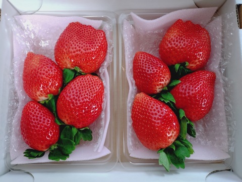 大粒！
厳選完熟とちあいか