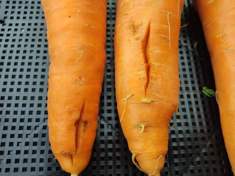 見た目は個性派🥕訳あり旬ニンジン（時なし五寸or濱美人）約1kg｜割れ・曲がり・折れあり｜加熱で甘い｜農薬・化成肥料不使用🥕