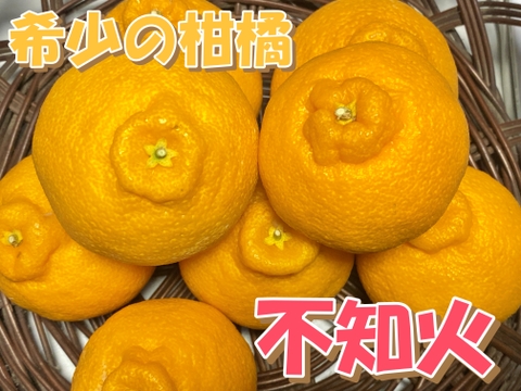 【数量限定☆希少の高級柑橘🎁】不知火２㎏🍊