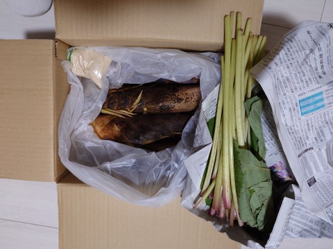 【自然栽培】　たけのこ（３ｋｇ）＆　フキ（３００ｇ）