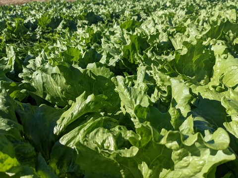 農薬不使用のお米1.8kg＋秋冬野菜80サイズセット