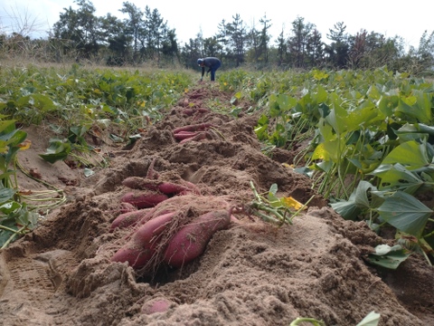 【訳あり】追熟後、ねっとり甘い！砂丘の紅はるか(３kg)