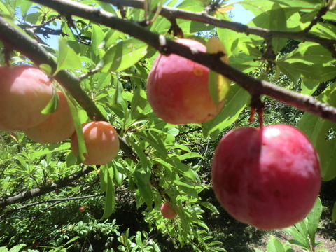 訳ありB品すもも　自然栽培すもも