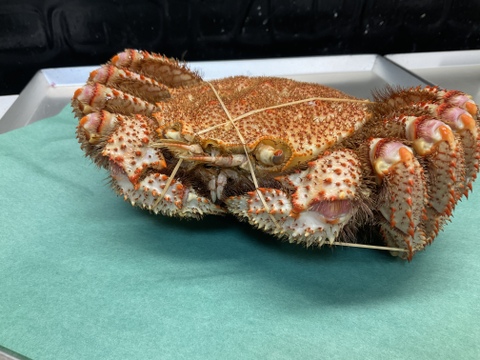 【特大】毛蟹/硬毛ガニ/味の濃さ旨味バツグン/3特ランク/浜茹で/1kgアップ【冷凍】