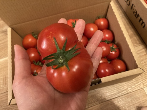【常温便】訳あり中玉トマト2kg×5