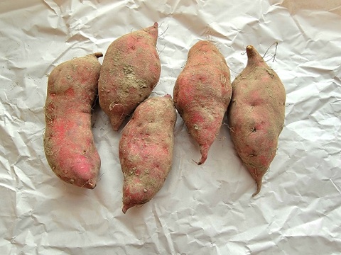 麦芽で育ったホクホクさつま芋『金時』中サイズ約1キロ熟成済み