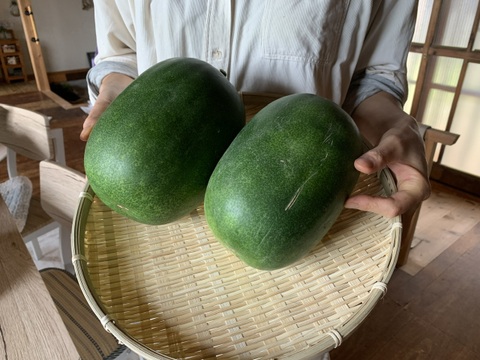 奥出雲産自然栽培姫とうがん(2個)