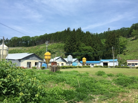 緑の一番星　３０個入