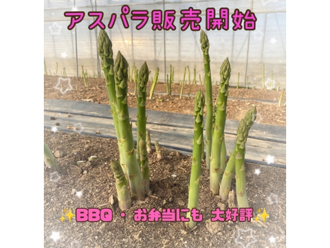 北海道産 訳あり規格外 M～2Lサイズ アスパラ！1 kg