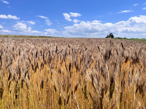 【超希少】古代小麦　有機ブラックアインコーン玄麦 900g  2025年産 北海道 十勝 ほんべつ産　※小麦粉じゃありません