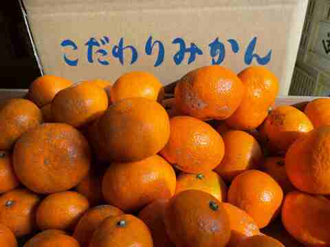 😊【訳あり】ギュッと詰った甘味と程よい酸味の藤中みかんサイズLL～S５㎏