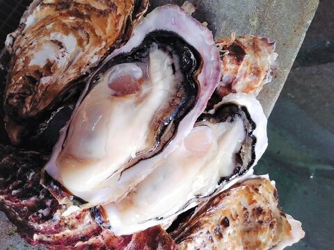 生食用 かき大将🦪Ｍ/10個 三陸宮城女川産 殻付き 生牡蠣 2年もの！ 母の日ギフト のし対応