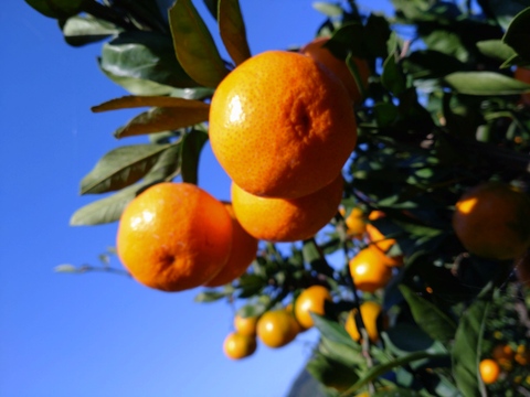 【訳あり】【数量限定】
広島県産　小玉いしじみかん🍊　5kg(箱込み)