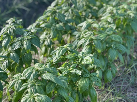 自然農 野菜セット🍀【農薬･肥料･ビニールマルチ不使用／固定種】