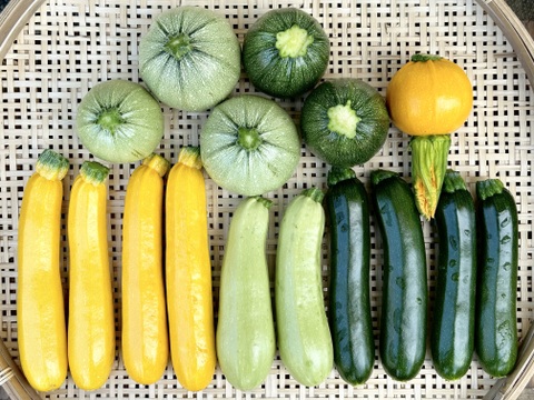 信州産｜いろんなズッキーニ無選別つめあわせ