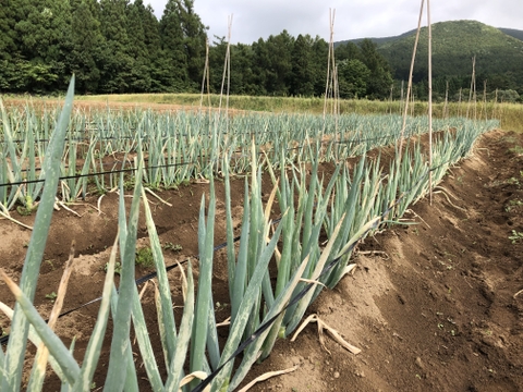 ※数量限定【農薬・化学肥料不使用栽培】農園おまかせ　旬の野菜セット